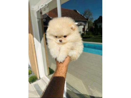 Pomeranian, κορυφαίας ποιότητας κουτάβια